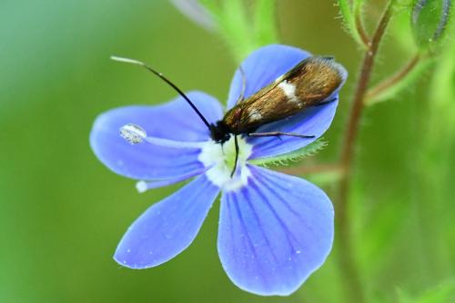 Réf. 257 536 : Cauchas fibulella